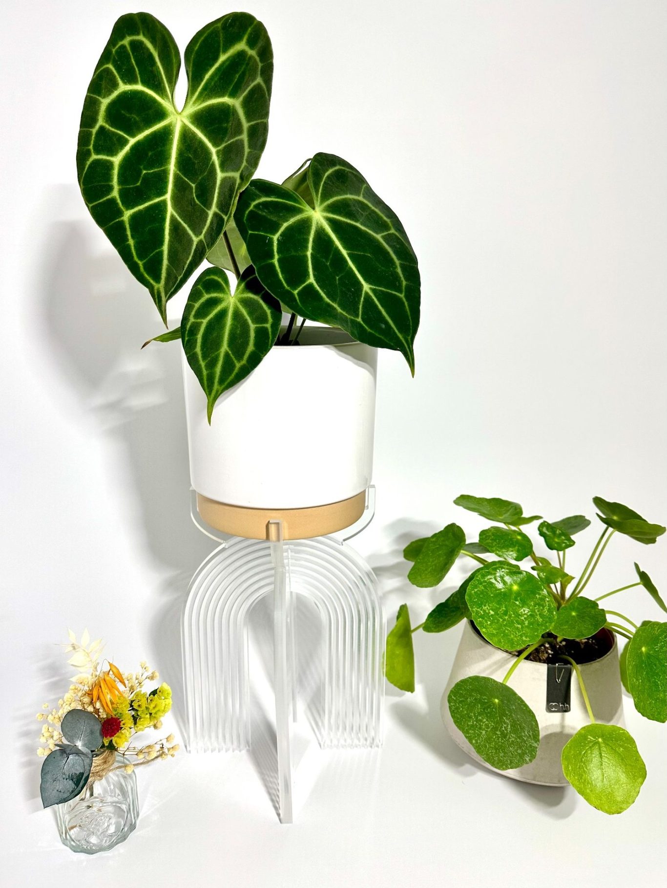 Plantes d'intérieur dans des pots modernes sur un support en arc en ciel sur une surface claire.